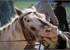 MP Stable44